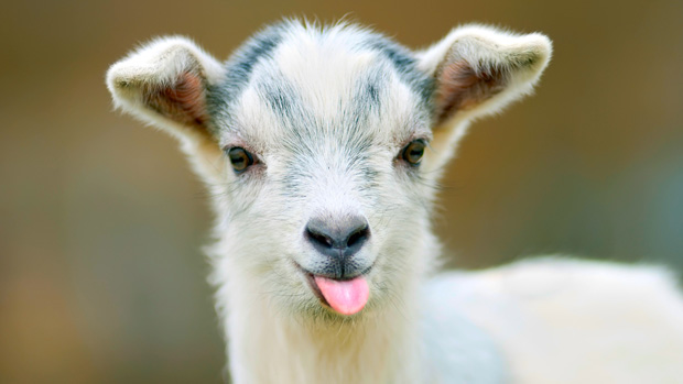 Jaywalking goats stop traffic