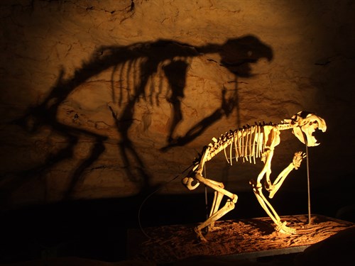 Thylacoleo _skeleton _in _Naracoorte _Caves