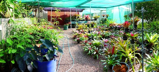 Plants For Sale
