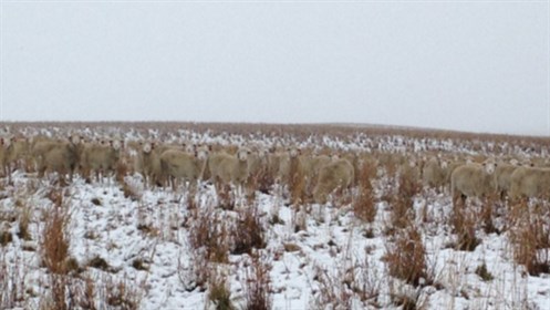 500 Sheep Photo Three Closer