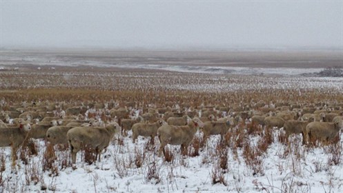 500 Sheep Photo Closer