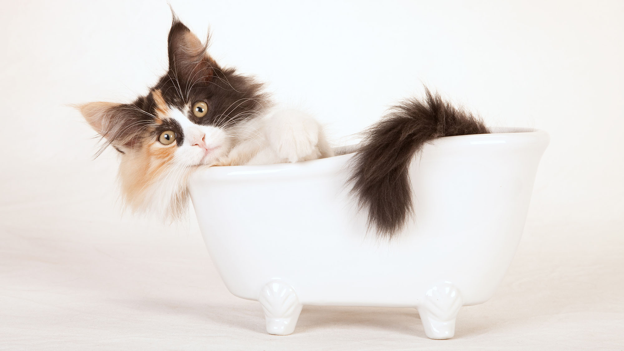 A guide to bathing your cat OverSixty