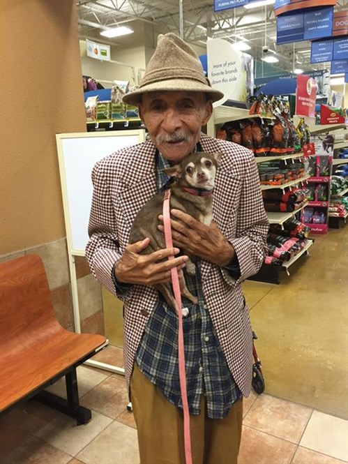 Old Man Chihuahua