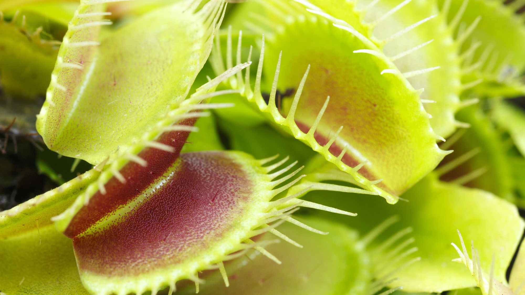 Fascinating facts about carnivorous plants  OverSixty