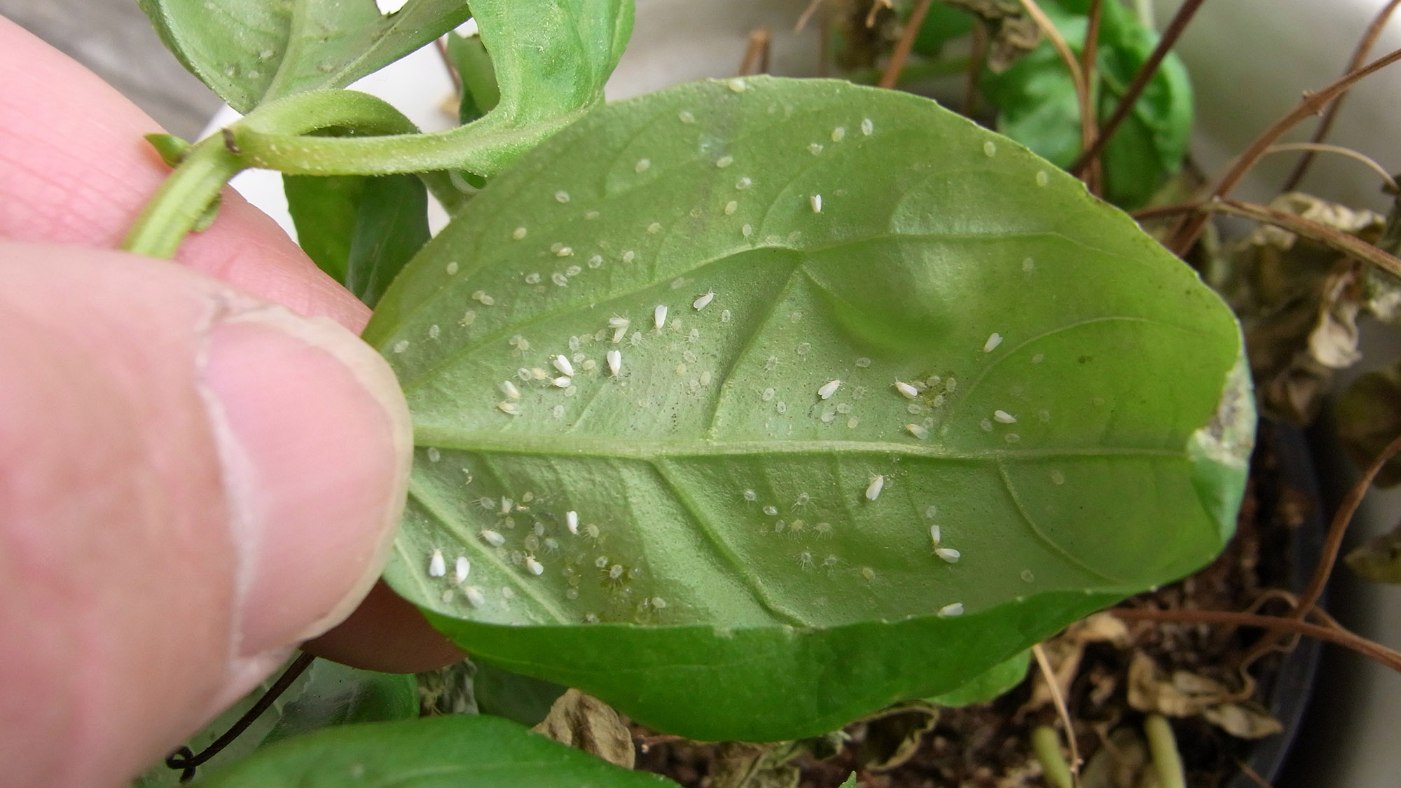 How to control whiteflies in the garden 