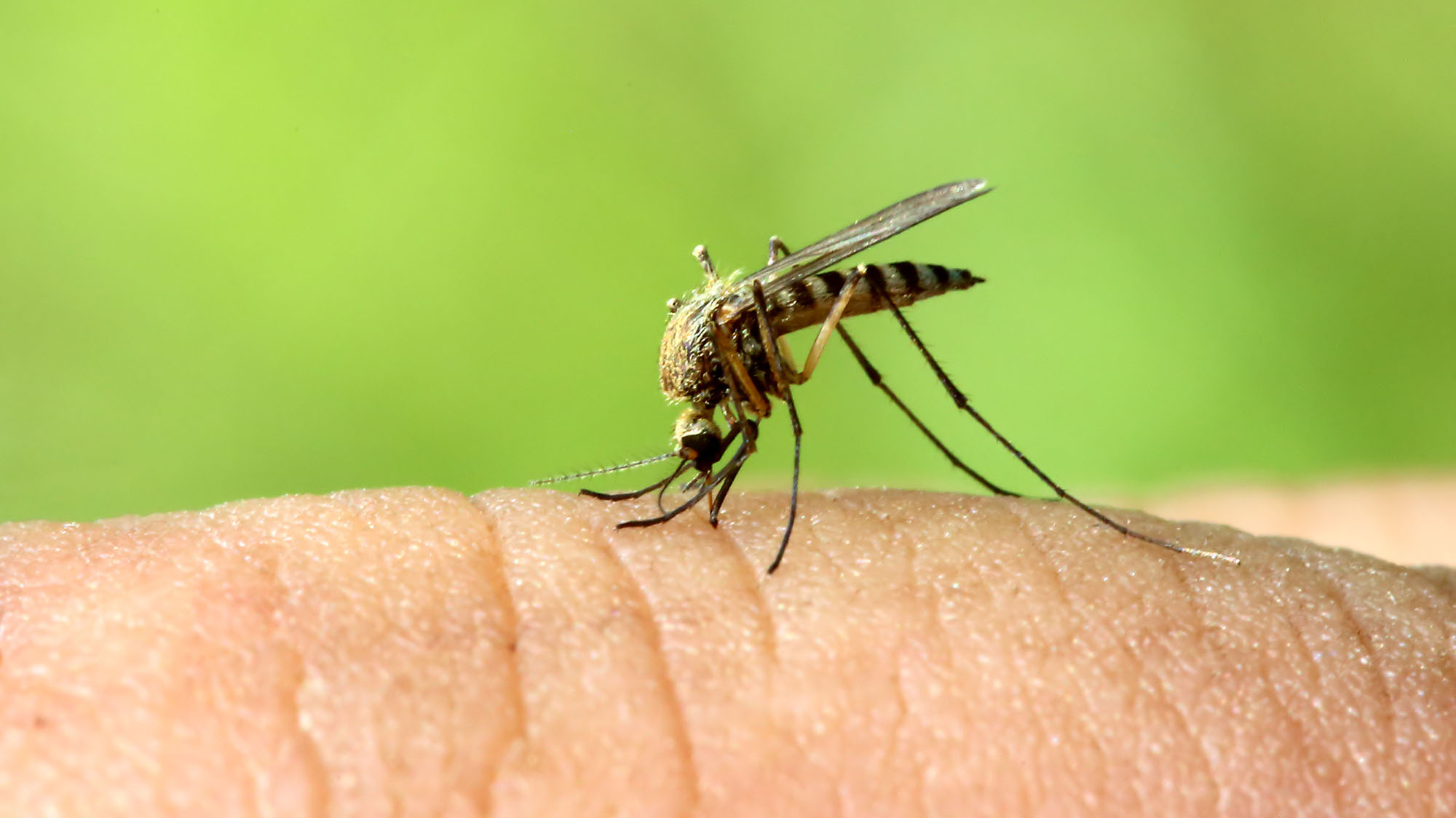 why-mosquitoes-are-more-attracted-to-some-people-oversixty