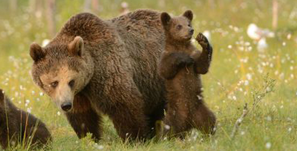 Cute bear cub masters the art of tai chi