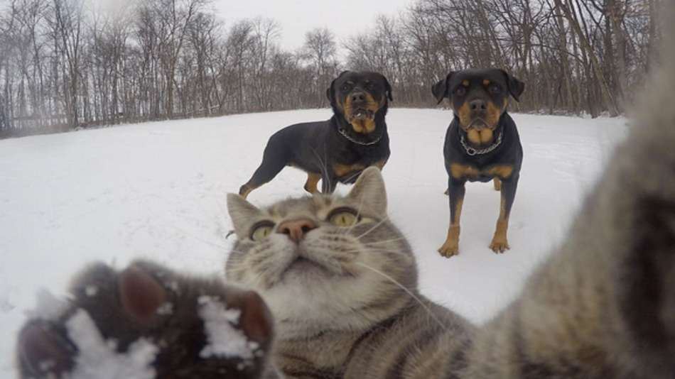 Meet the cat who loves taking selfies | OverSixty