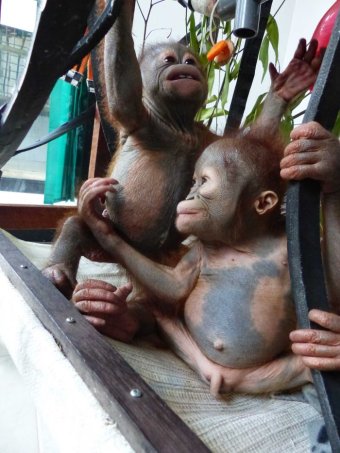  Mummified abandoned baby orangutan  rescued and on the 