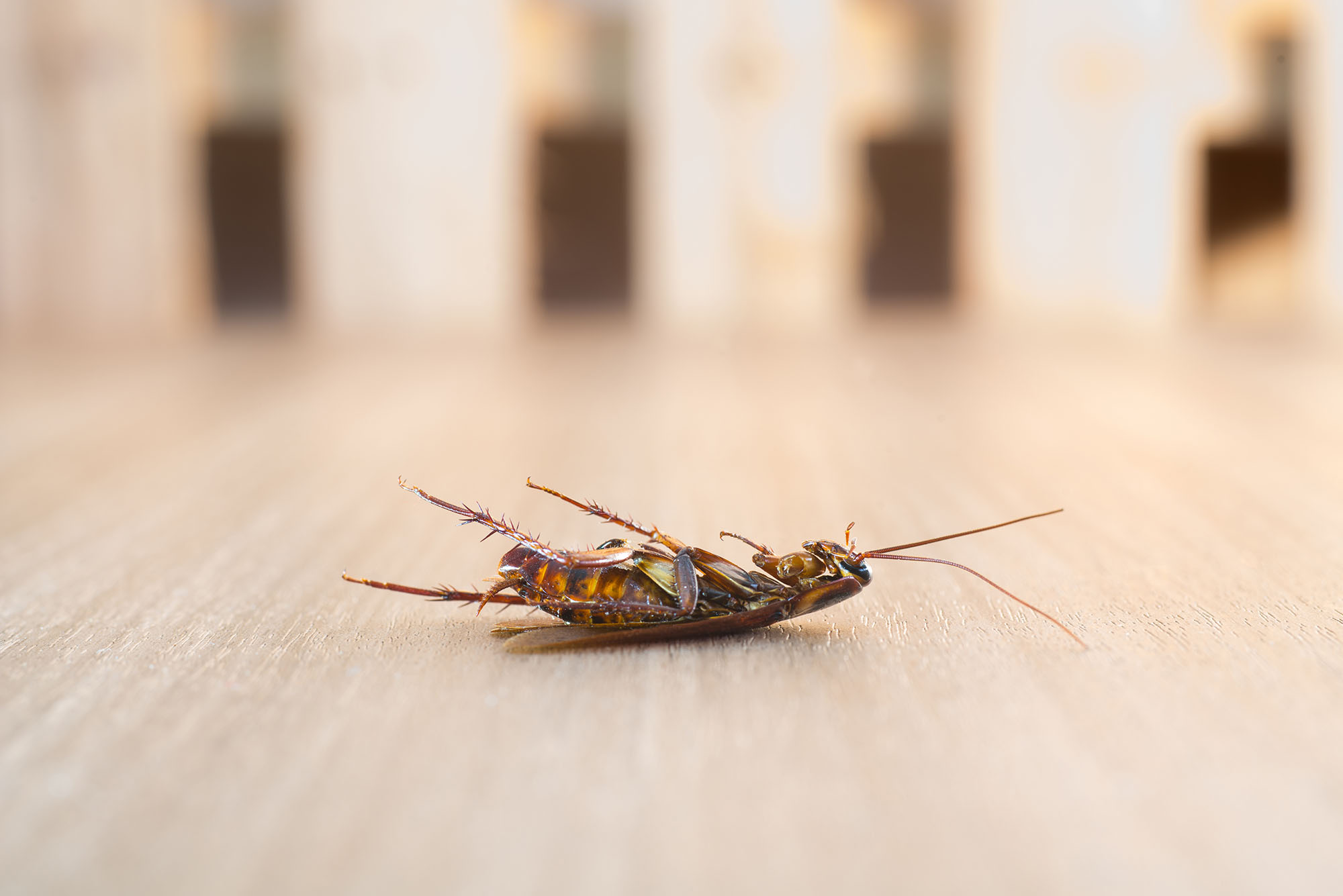 8 natural ways to get rid of cockroaches