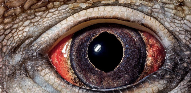 10 captivating photos observing different animal’s eyes in extreme close up