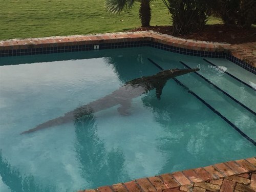Crocodile In Text