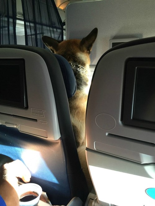 German Shepherd really enjoys plane ride | OverSixty