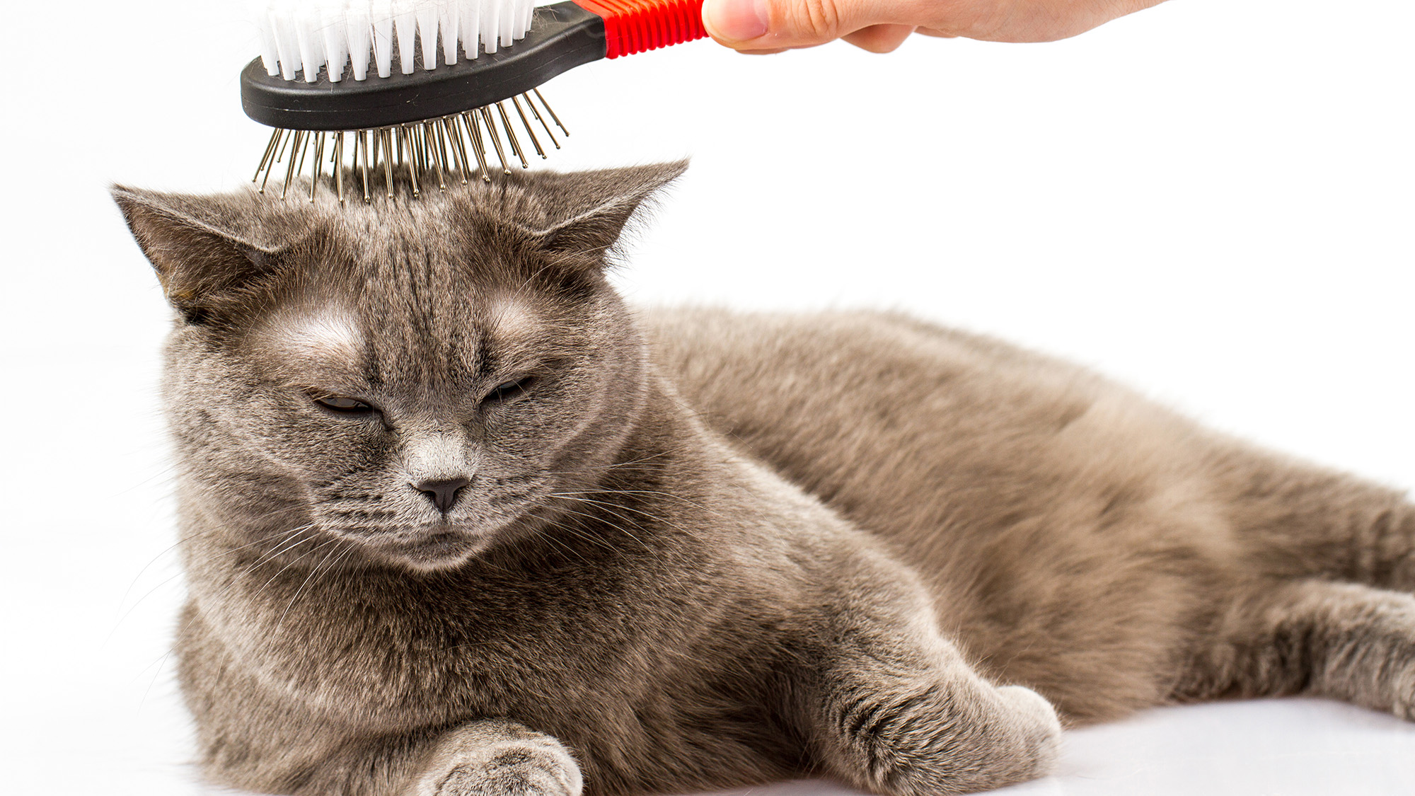 5 tips to prevent cat hairballs | OverSixty