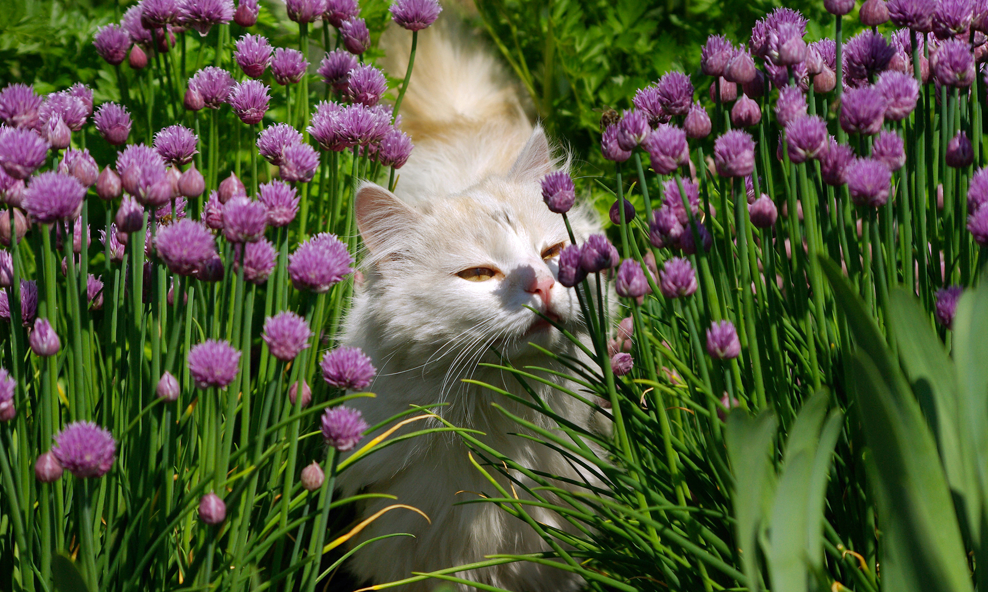 20 Ways To Keep Cats Off Your Garden Oversixty,Asparagus Season California