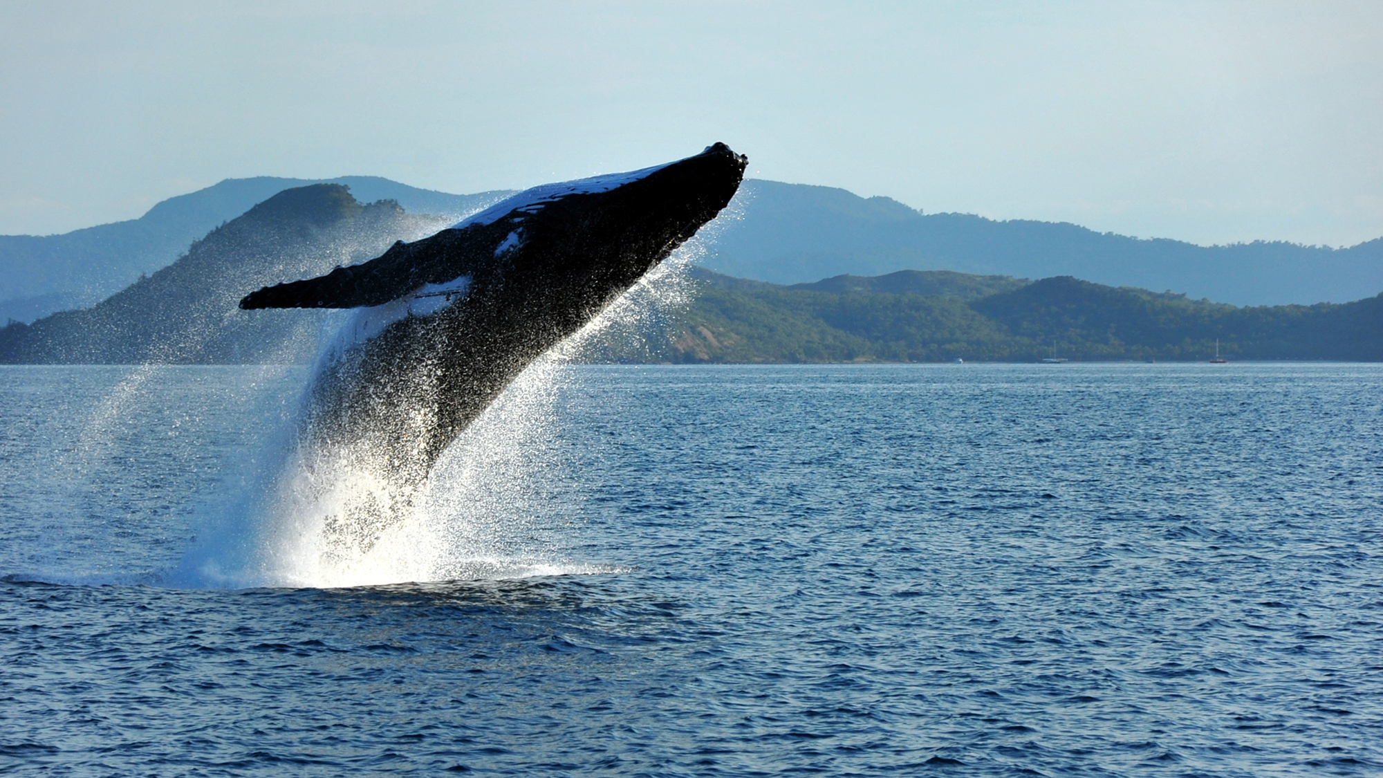 6 places to go whale watching in Australia | OverSixty