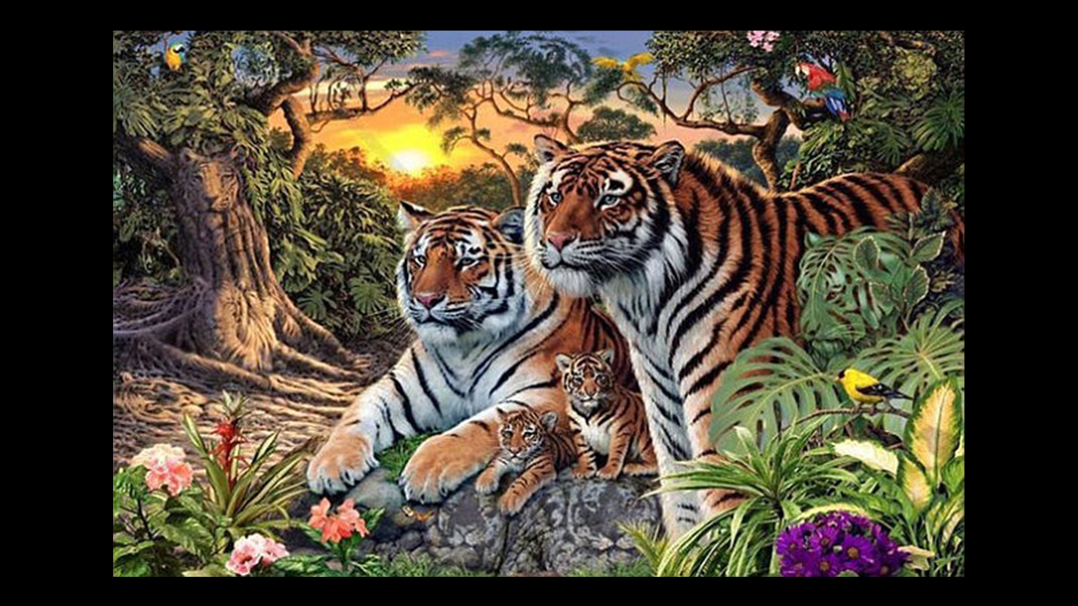 how-many-tigers-can-you-see-in-this-picture-oversixty