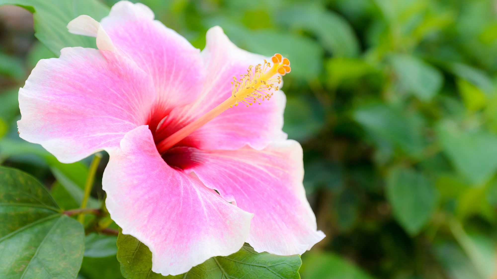 How To Prune A Hibiscus Plant Oversixty