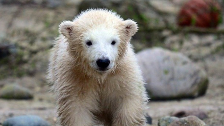 Zoo visitors delighted by polar bear cub’s first appearance | OverSixty