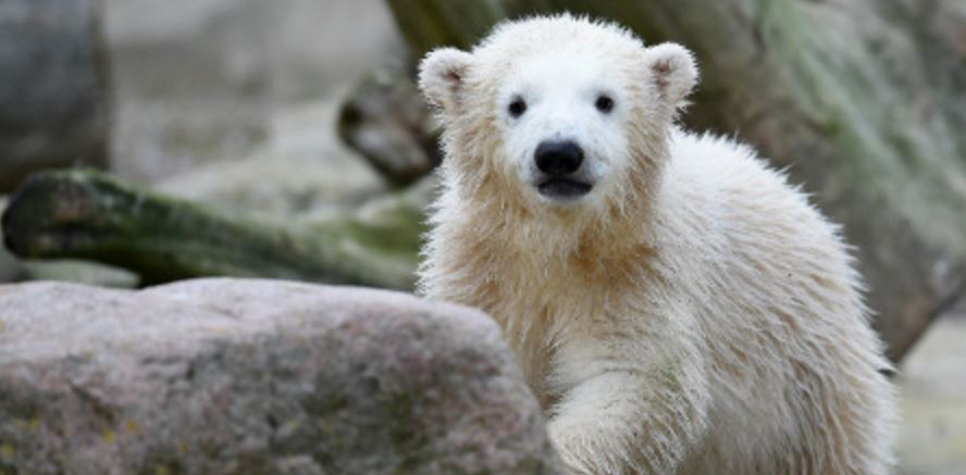 Zoo visitors delighted by polar bear cub’s first appearance | OverSixty