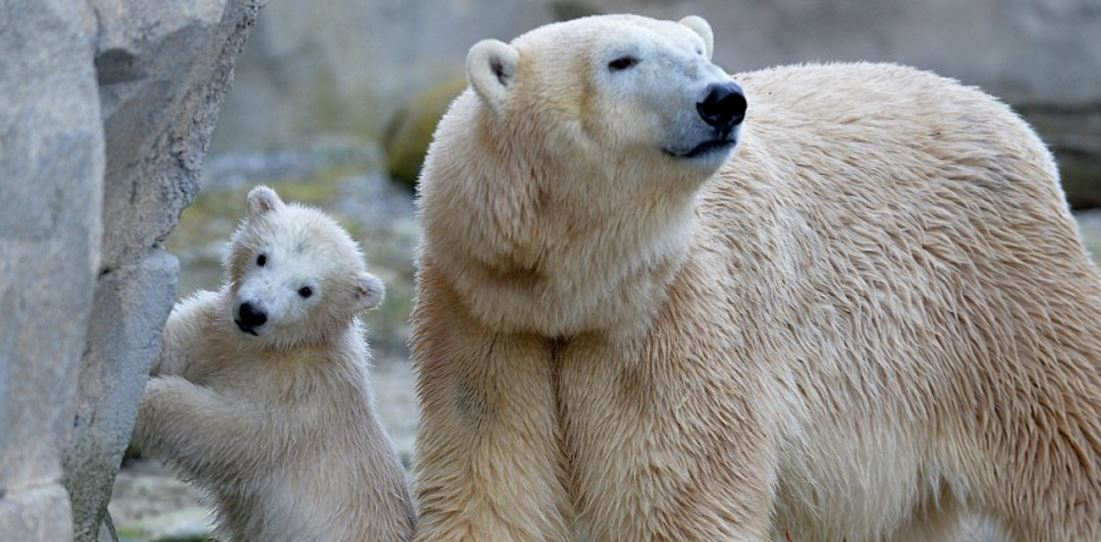 Zoo visitors delighted by polar bear cub’s first appearance | OverSixty