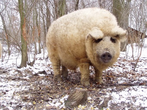 9 Impossibly Fluffy Animals That Will Make Your Day