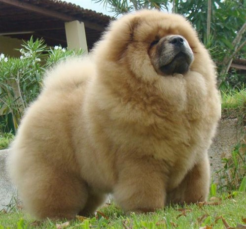 9 Impossibly Fluffy Animals That Will Make Your Day