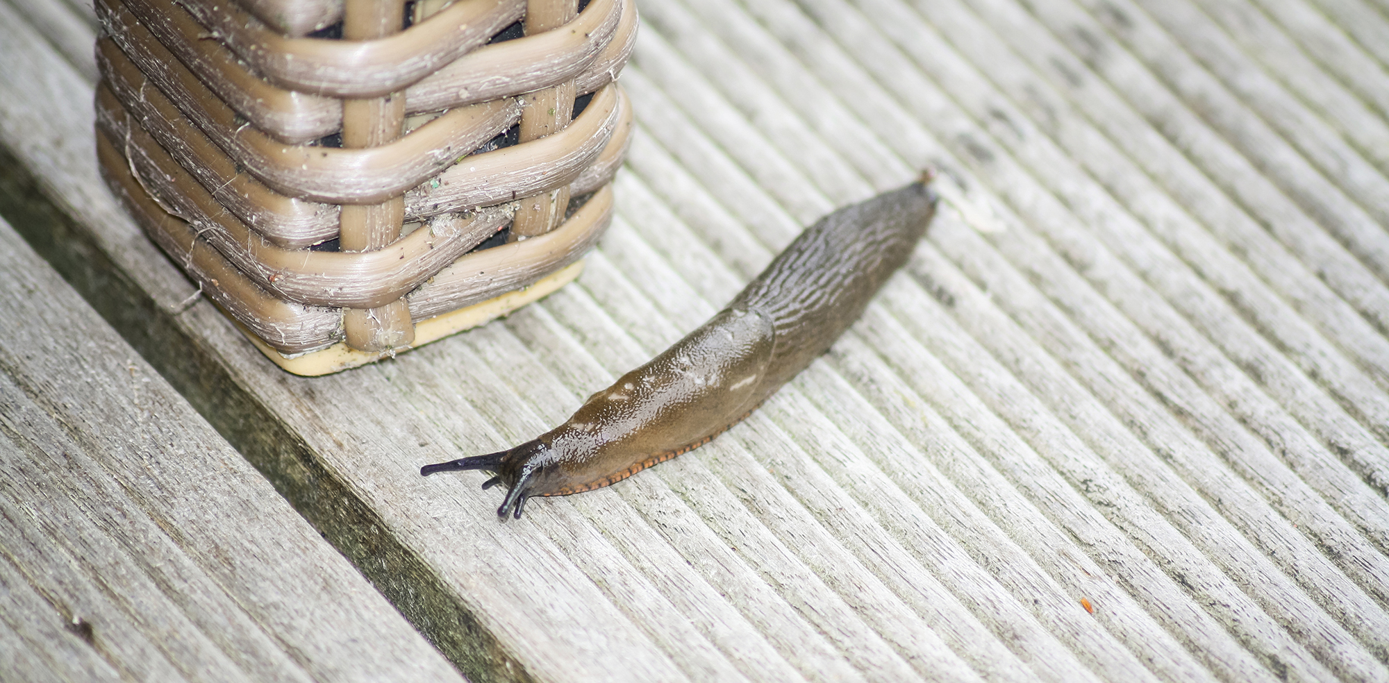 How To Get Rid Of Slugs In The Garden Oversixty