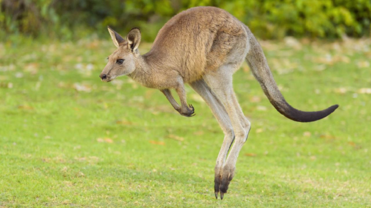 Bizarre search for escaped kangaroo in Denmark