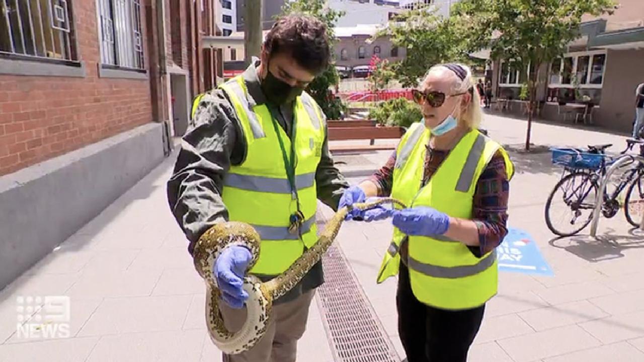 Extremely valuable snake found hiding in city bin