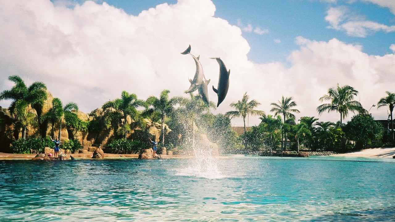 Playing the flute brings dolphins jumping
