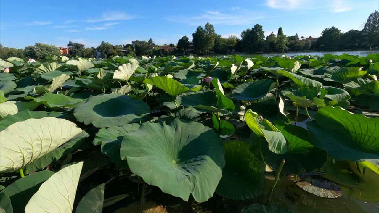 Self-cleaning bioplastic modelled on the lotus plant