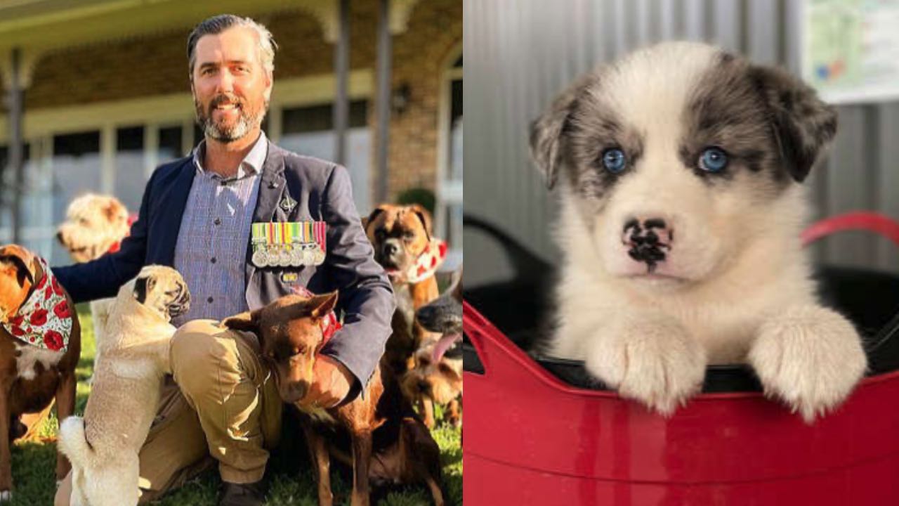 Special Forces veteran delivers heartfelt plea over stolen puppy
