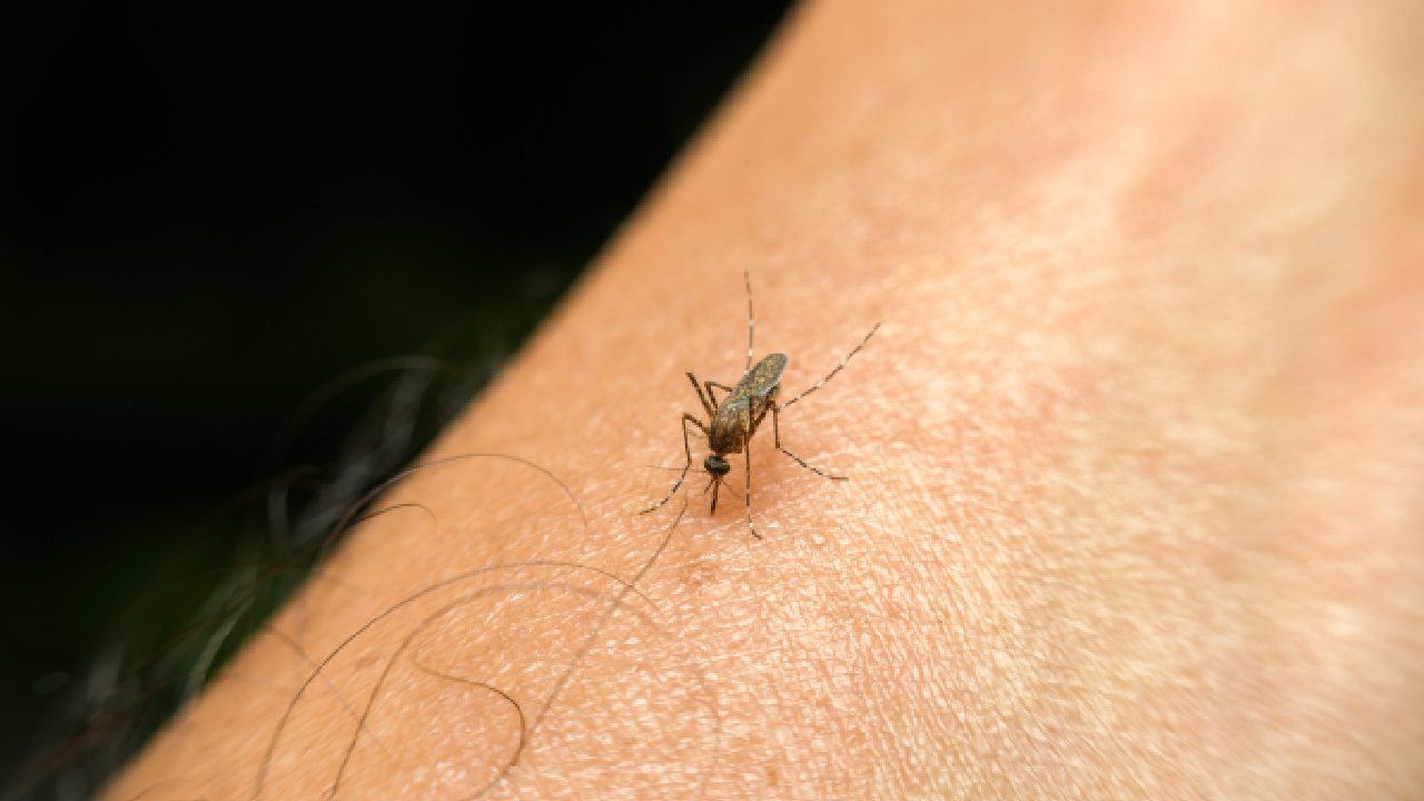 Fresh warnings after spread of mosquito-born disease