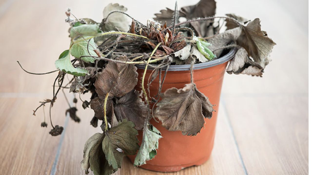 7 hacks that will revive almost any plant