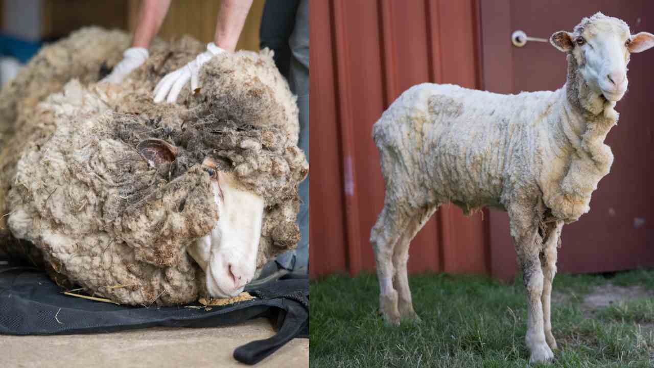 Sheep rescued from 40kg fleece