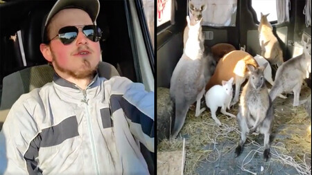 Man rescues mob of kangaroos from Ukraine zoo