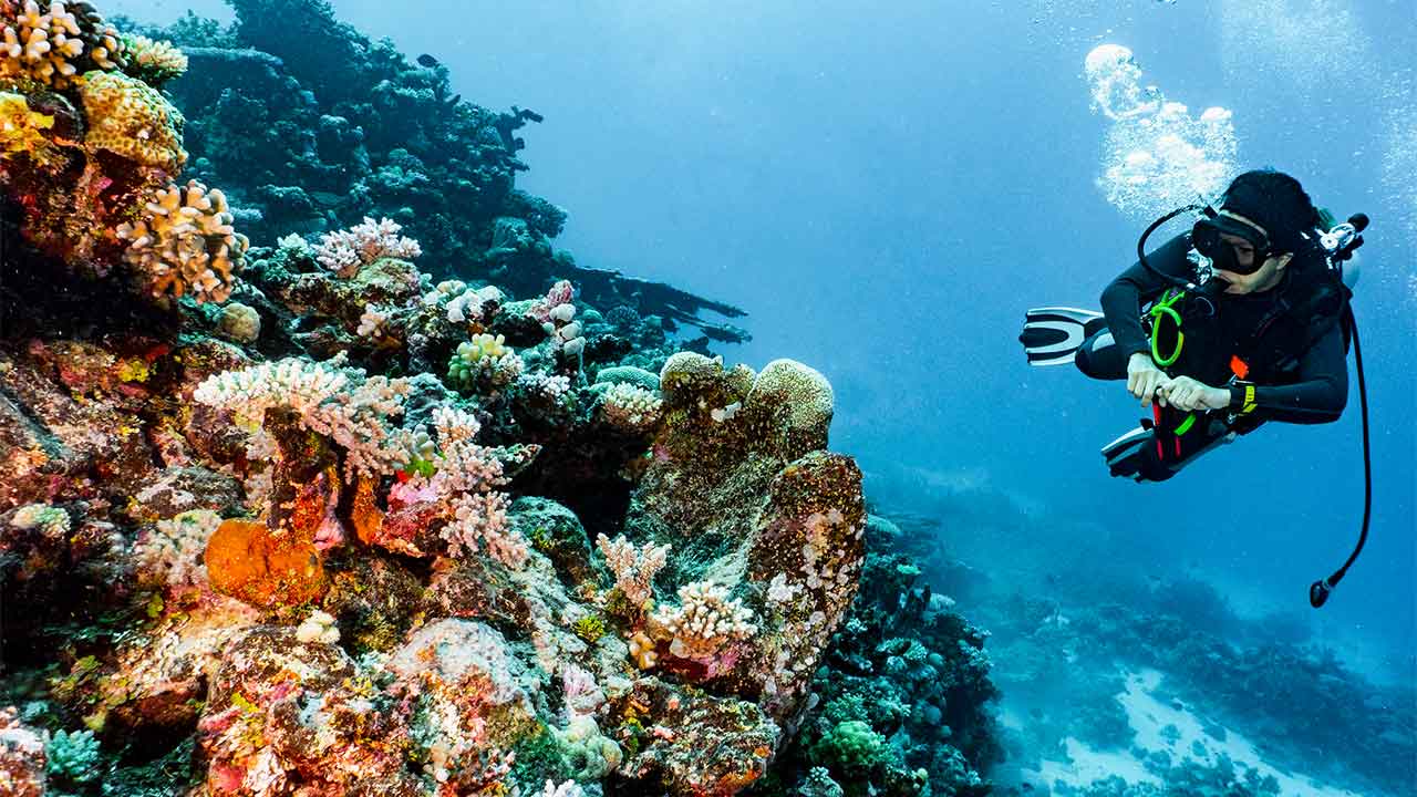 No, sunscreen chemicals are not bleaching the Great Barrier Reef ...