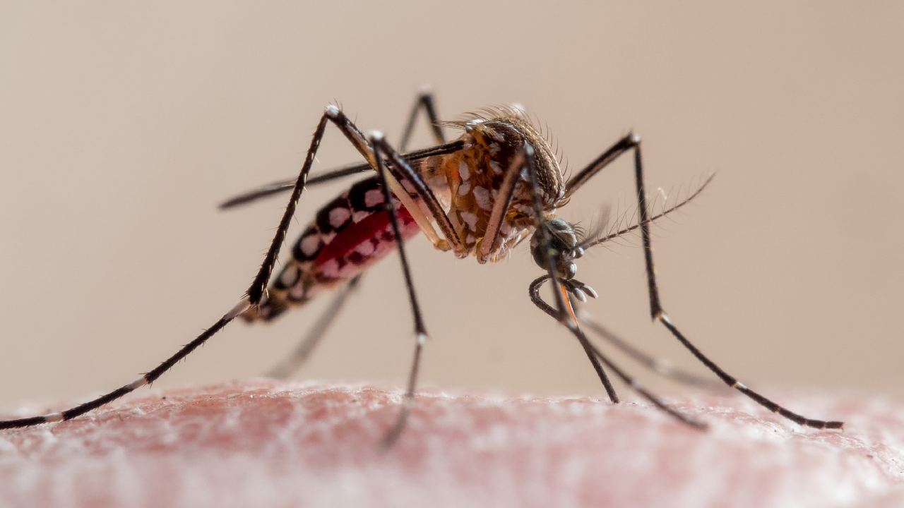 Japanese encephalitis virus contracted in Victoria claims its first victim