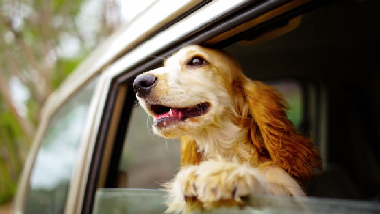 Easing your pups into a stress-free ride 