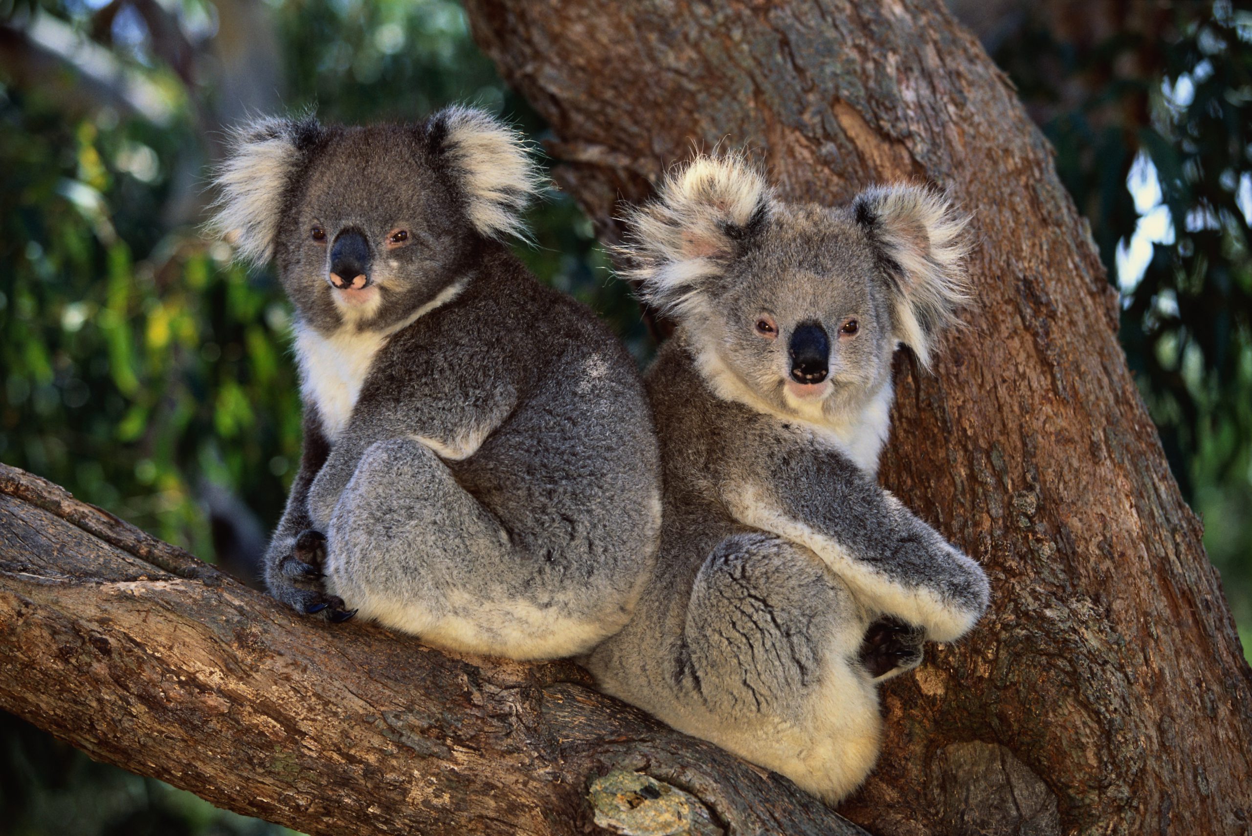 Free kids’ book raising money for koalas