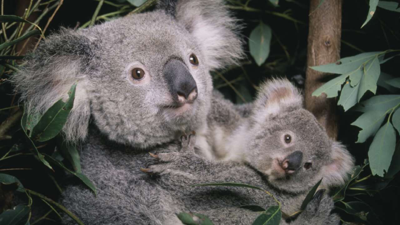 WIRES to launch new Koala rescue course 