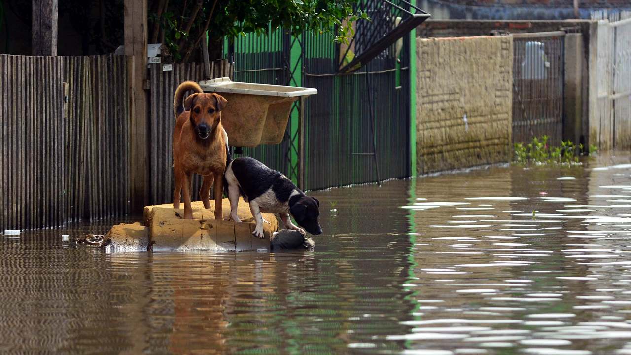 9 tips for keeping your pet safe during a natural disaster 