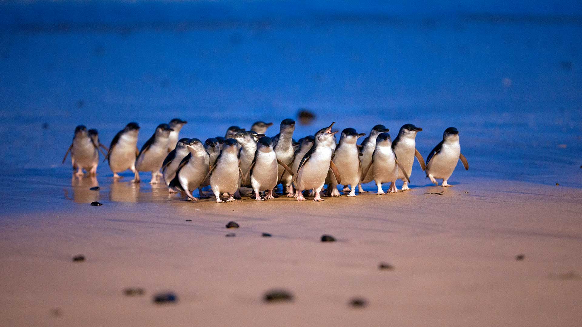 Why the penguins are out in record-breaking numbers