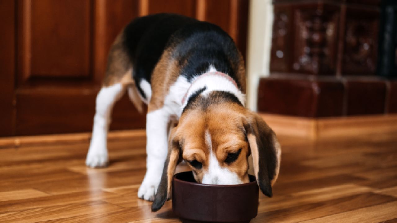 12 foods you didn't know could kill your dog