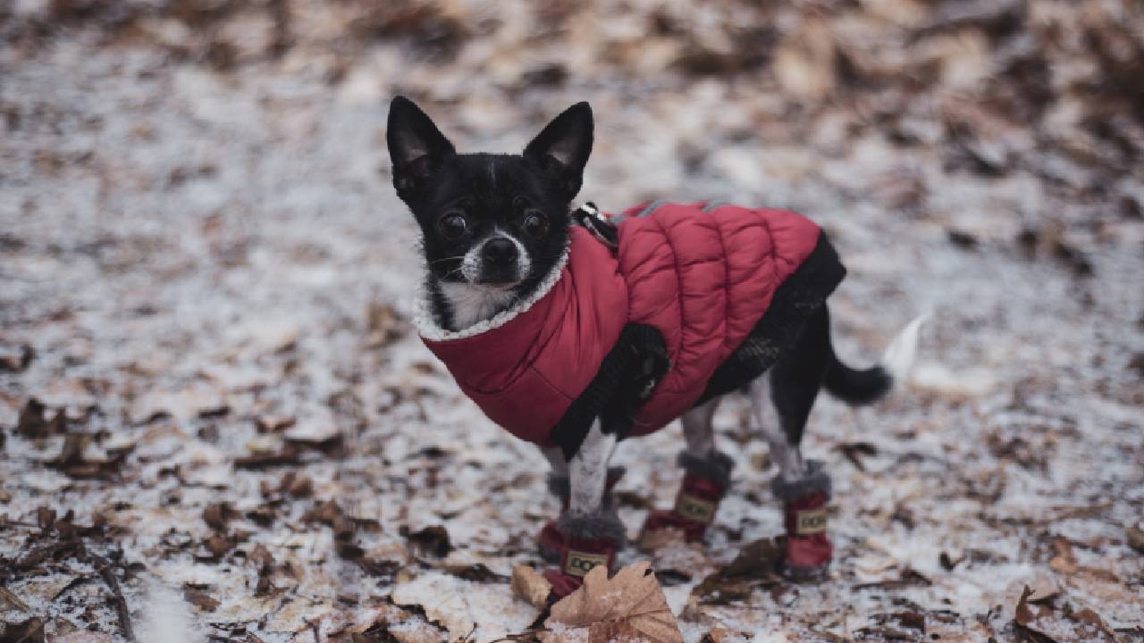 Pet owners urged to keep dogs rugged up this winter 