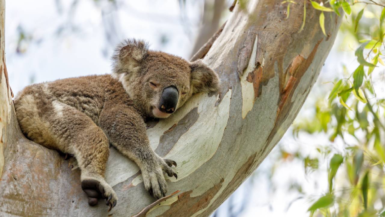 New technology to keep track of koalas during bushfire season 