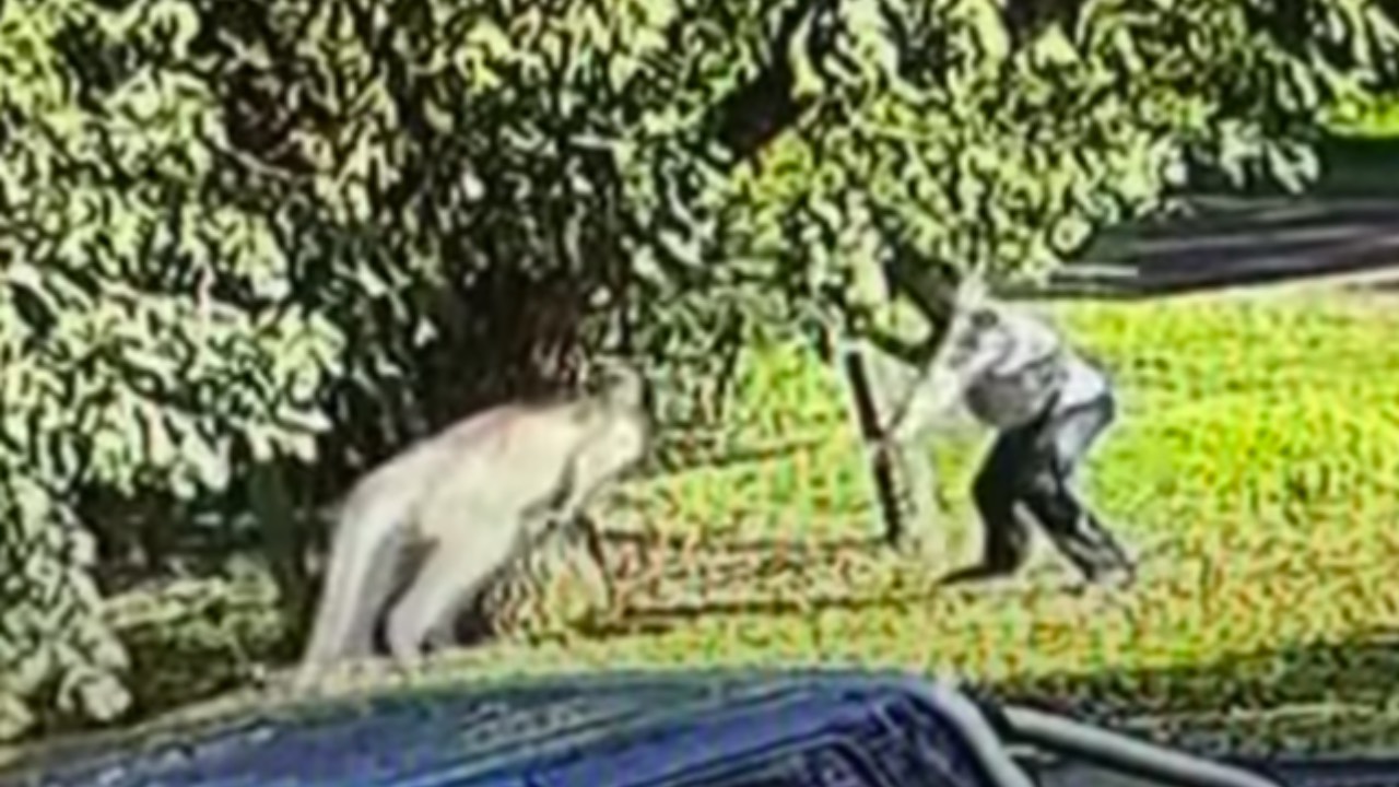 Grandfather attacked by kangaroo while protecting his dogs