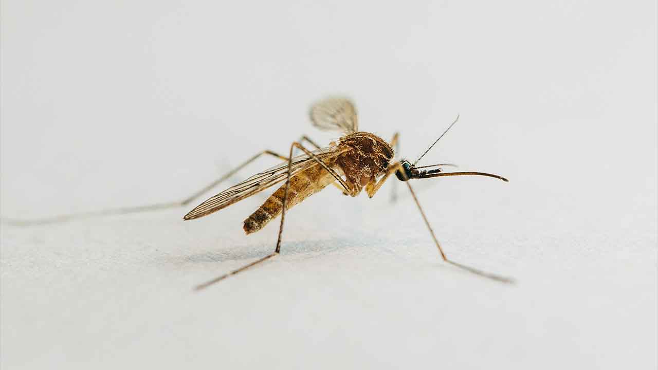 Where do all the mosquitoes go in the winter?