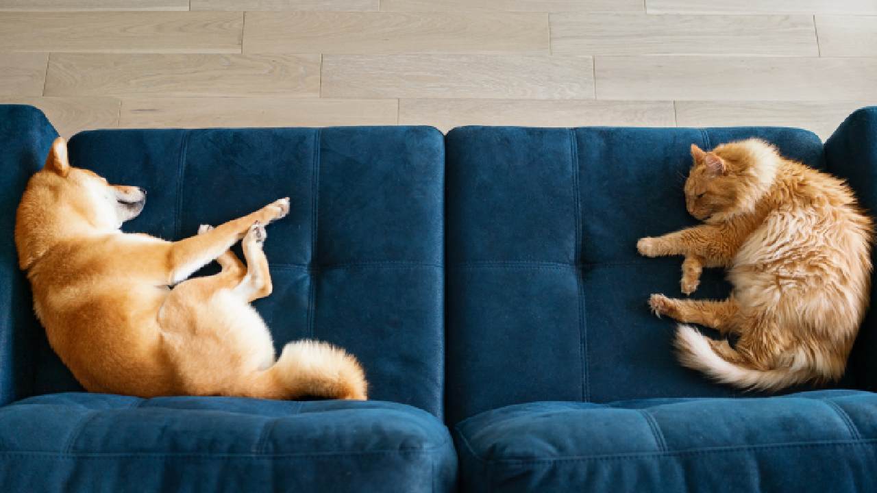 The 10 easiest ways to get rid of pet odours